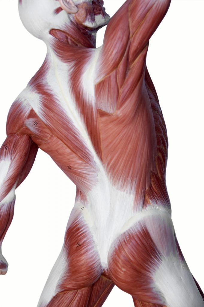 What if your Back Pain could be solved(Part 3): Fascia - Mountain ...